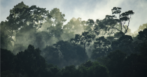 Pristine Lush Forests