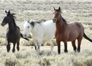 Pregnant Triple B Mares, 07/10/22