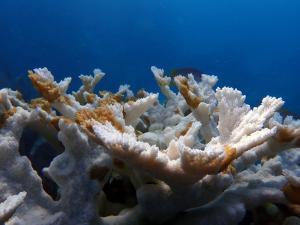 Dead elkhorn coral at Sombrero Reef in the Florida Keys. The white areas are bleached coral, the brownish orange patches are areas of "tissue slough", coral tissue that has died before it has a chance to bleach © CRF™