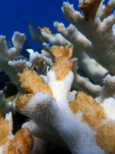 Close up of dead elkhorn coral at Sombrero Reef showing "tissue slough" - evidence that this coral has died as a result of the heat before it has had a chance to bleach