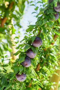 Plums growing on a tree in an Australian orchard