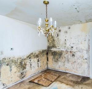 Mould in your home