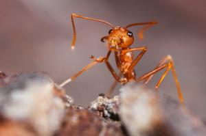 Red imported fire ants in Australia, allergy