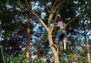 Tree Service Tree Removal Near Me In Maryland