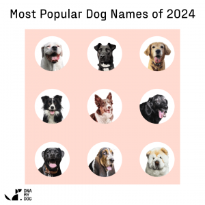 Most popular dog names of 2024