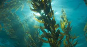 Commercial seaweed