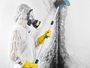 Mold Remediation Service Market Insight