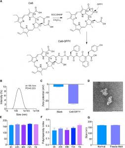 New Hope for Colorectal Cancer Treatment: Innovative CE6-GFFY Photosensitizer Shows Promise in Fighting Tumors